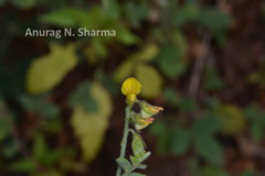 Crotalaria evolvuloides